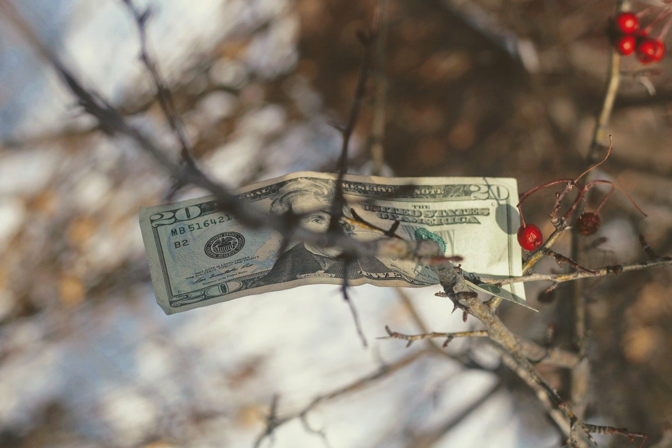 Money trees